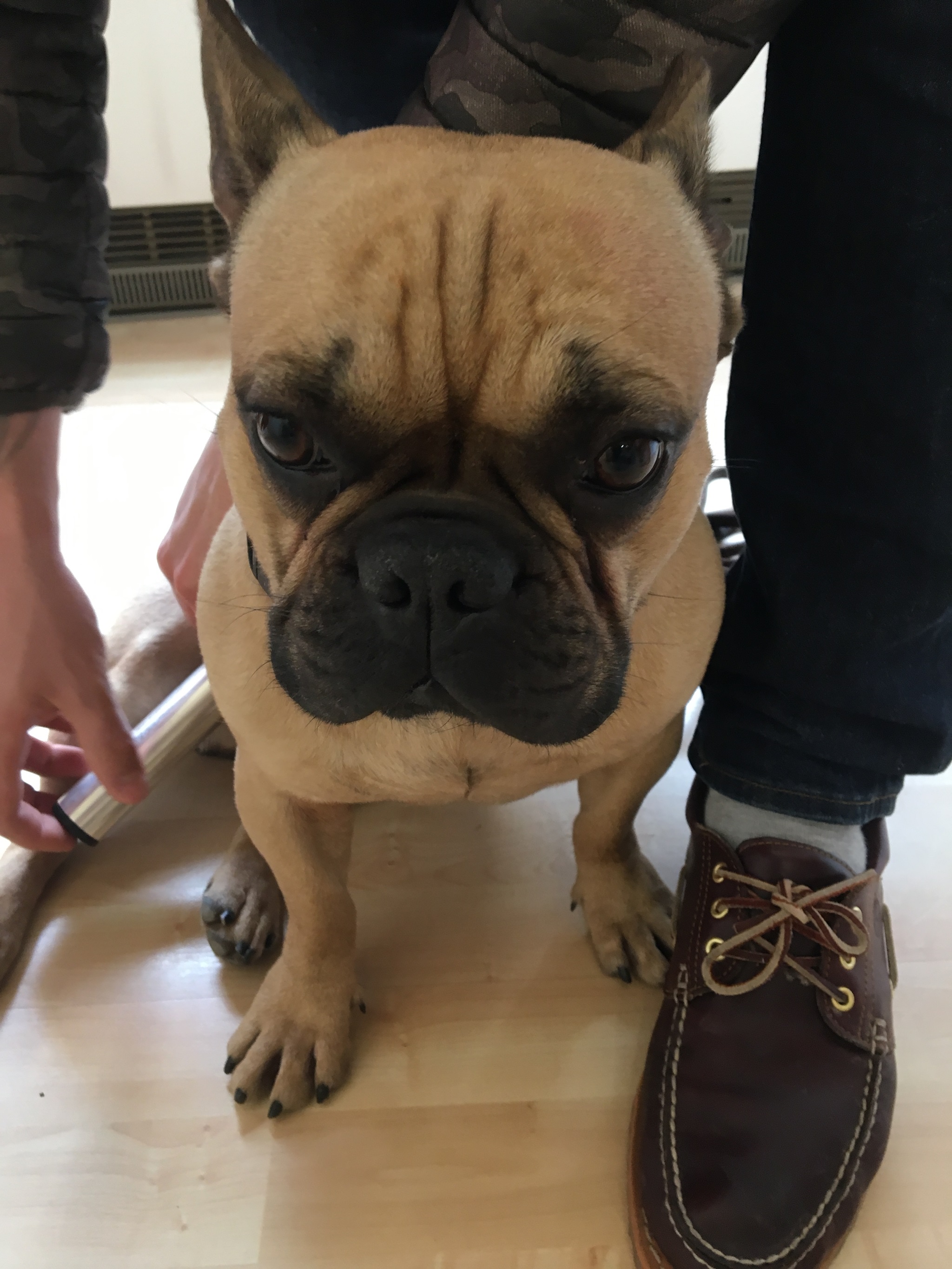 Hund Bulldogge Powertube Silber Bandscheibe