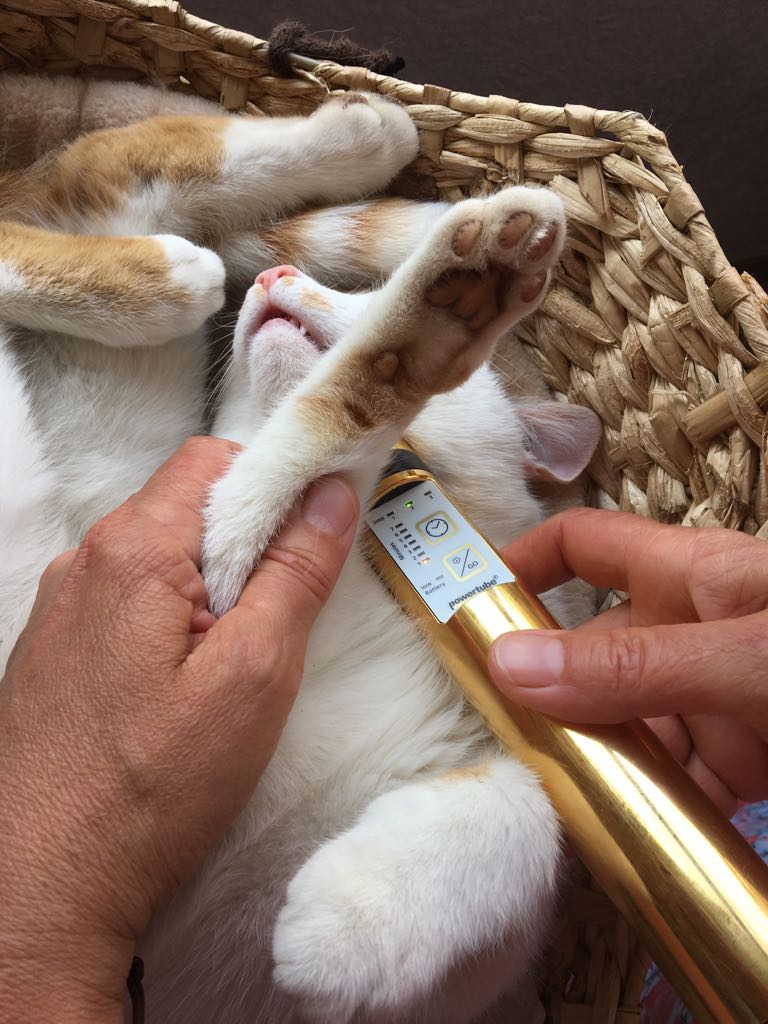 PowerTube Gold Behandlung Katze Zeckenbiss